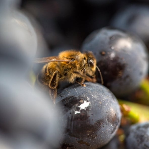 Abeille sur raisin