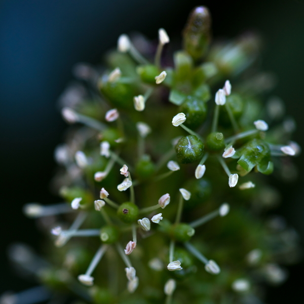 Fleur étamines