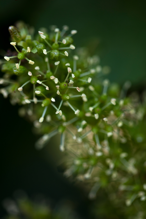 Fleur-feux-d-artifices