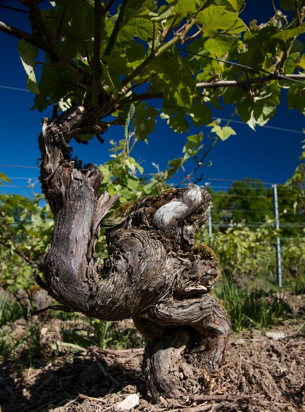 Pied de vigne