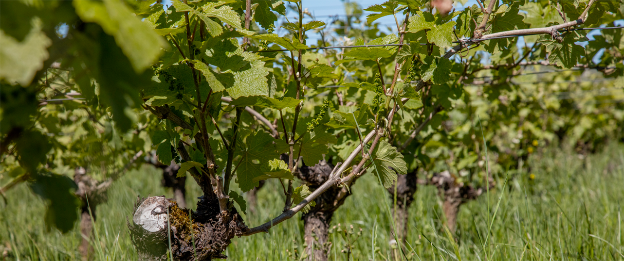 Prairie de vignes